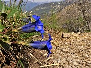 57 Gentiana clusii (Genziana di Clusius)